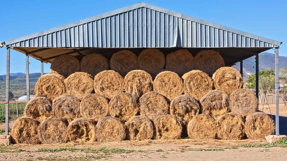 hay-1 Hay Sheds